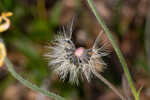 Common Leopardbane